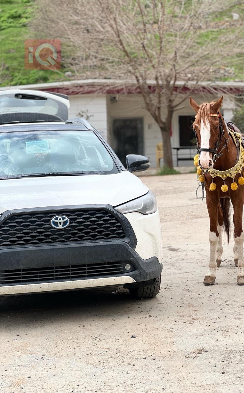 تويوتا كورولا كروس